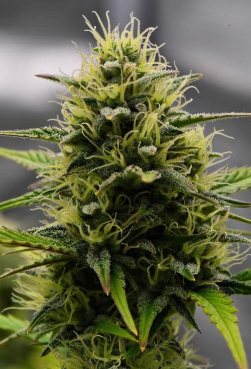 Skywalker OG Runtz/Gelato ✮✮✮. Week 8 - Day 50
Runtz XL