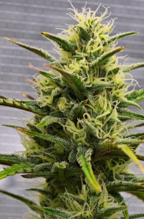 Skywalker OG Runtz/Gelato ✮✮✮. Week 8 - Day 50
Runtz XL