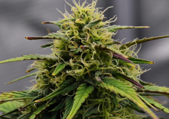 Skywalker OG Runtz/Gelato ✮✮✮. Week 8 - Day 50
Gelato