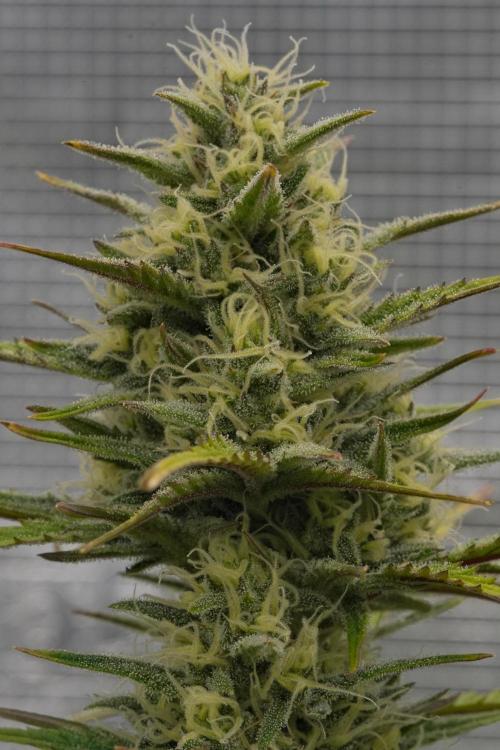 Skywalker OG Runtz/Gelato ✮✮✮. Week 8 - Day 52
Runtz XL