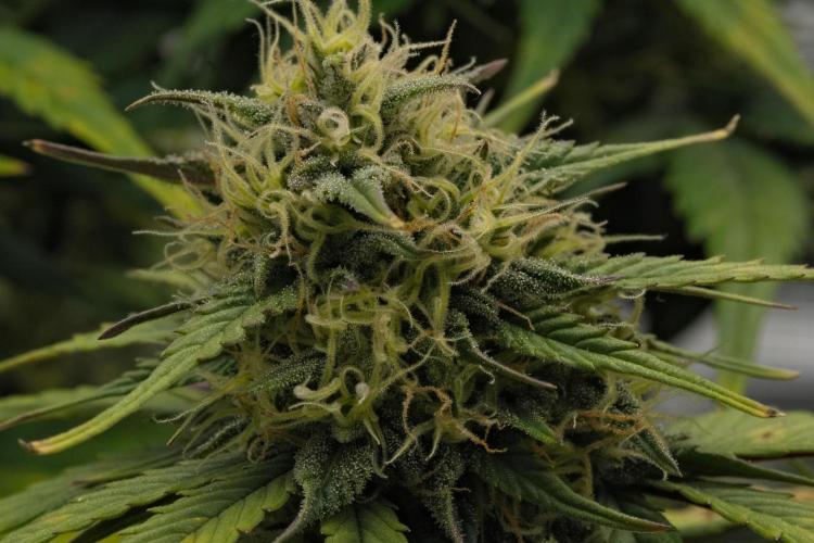 Skywalker OG Runtz/Gelato ✮✮✮. Week 8 - Day 52
Gelato