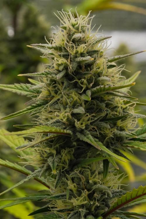 Skywalker OG Runtz/Gelato ✮✮✮. Week 8 - Day 52
Runtz XL