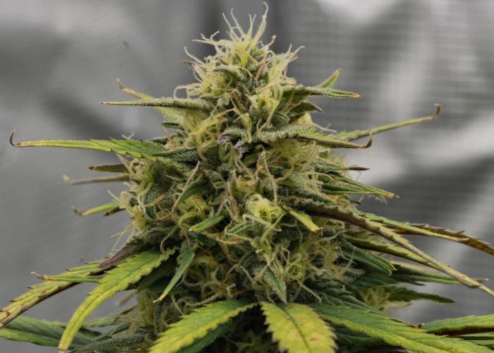 Skywalker OG Runtz/Gelato ✮✮✮. Week 8 - Day 52
Gelato