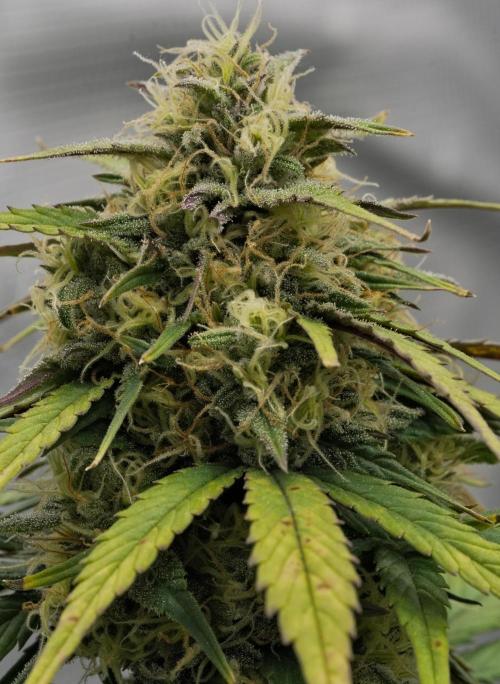 Skywalker OG Runtz/Gelato ✮✮✮. Week 8 - Day 53
Gelato