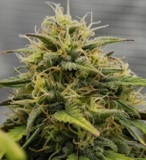 Skywalker OG Runtz/Gelato ✮✮✮. Week 8 - Day 53
Gelato