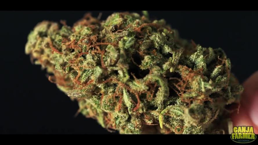 Strawberry Cake Auto | Ganja Farmer