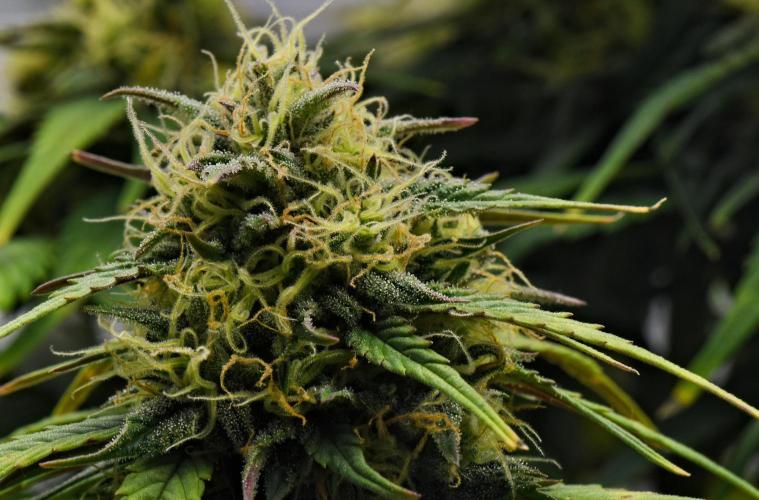 Skywalker OG Runtz/Gelato ✮✮✮. Week 8 - Day 54
Gelato