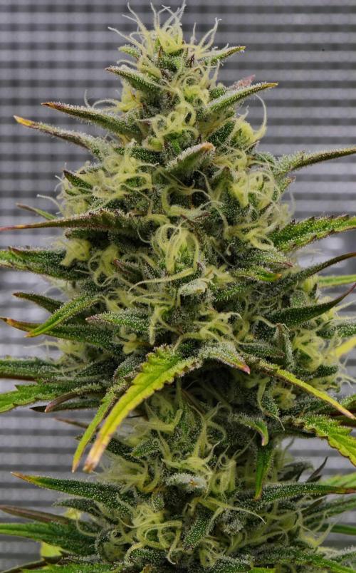 Skywalker OG Runtz/Gelato ✮✮✮. Week 8 - Day 54
Runtz XL