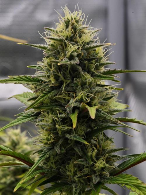 Skywalker OG Runtz/Gelato ✮✮✮. Week 8 - Day 54
Runtz XL