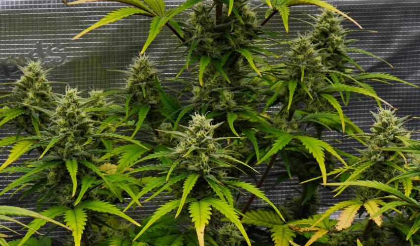 Skywalker OG Runtz/Gelato ✮✮✮. Week 8 - Day 54
Runtz XL