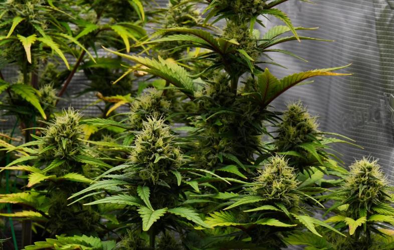 Skywalker OG Runtz/Gelato ✮✮✮. Week 8 - Day 54
Runtz XL