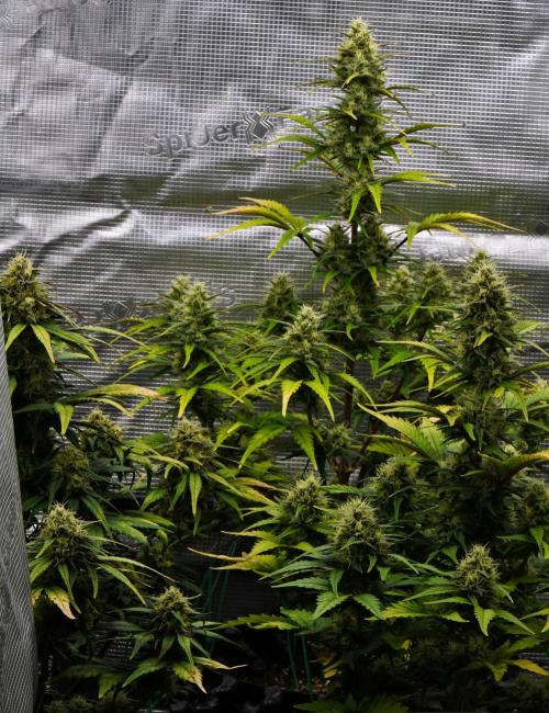 Skywalker OG Runtz/Gelato ✮✮✮. Week 8 - Day 54