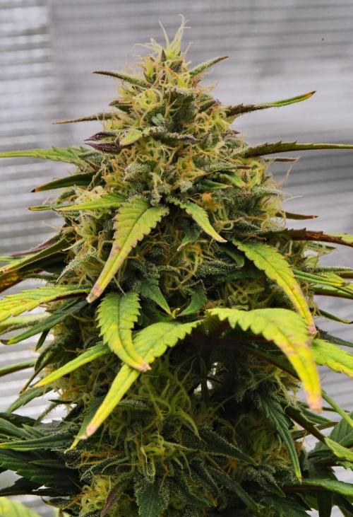 Skywalker OG Runtz/Gelato ✮✮✮. Week 8 - Day 55
Gelato