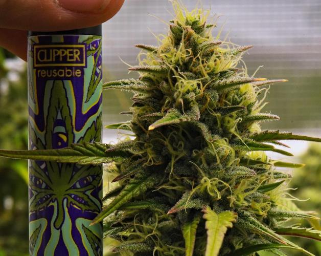 Skywalker OG Runtz/Gelato ✮✮✮. Week 8 - Day 56
Runtz XL