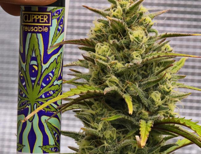 Skywalker OG Runtz/Gelato ✮✮✮. Week 8 - Day 56
Runtz XL