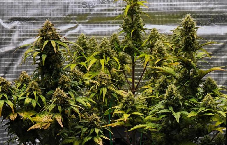 Skywalker OG Runtz/Gelato ✮✮✮. Week 9 - Day 57