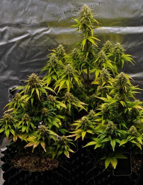 Skywalker OG Runtz/Gelato ✮✮✮. Week 9 - Day 57