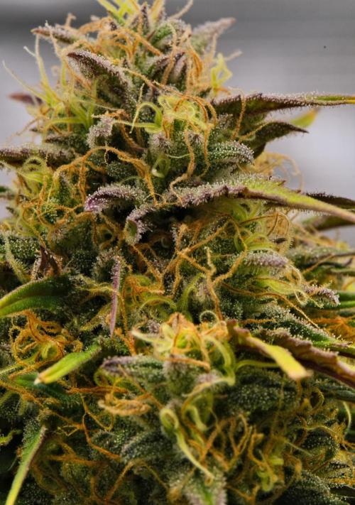 Skywalker OG Runtz/Gelato ✮✮✮. Week 9 - Day 57
Gelato