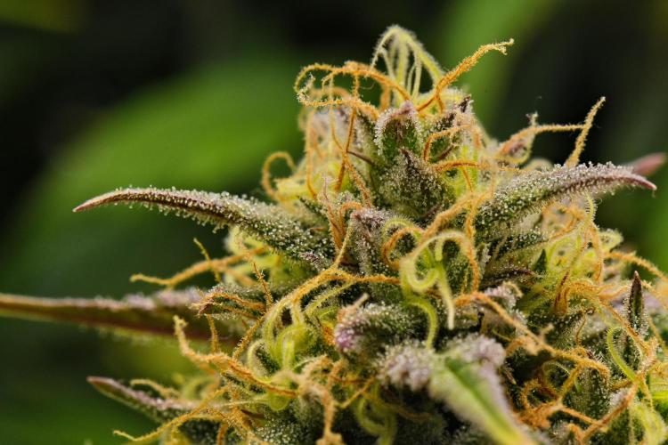 Skywalker OG Runtz/Gelato ✮✮✮. Week 9 - Day 57
Gelato