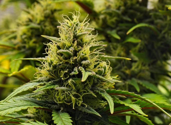 Skywalker OG Runtz/Gelato ✮✮✮. Week 9 - Day 57
Runtz XL