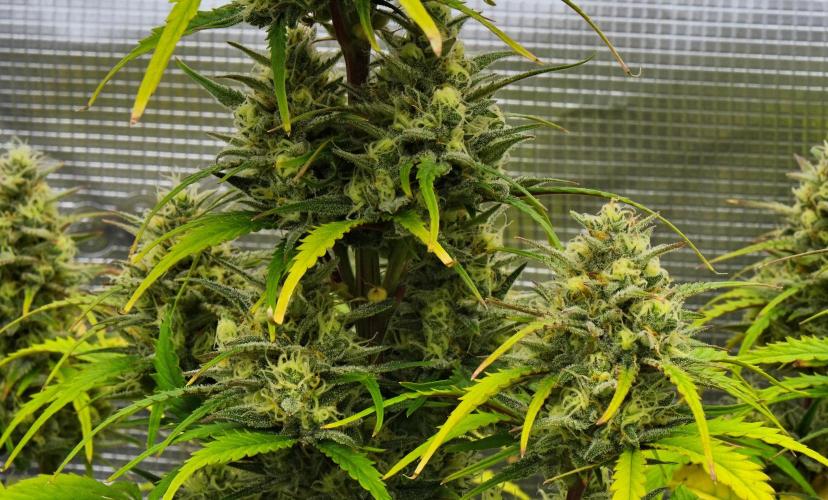 Skywalker OG Runtz/Gelato ✮✮✮. Week 9 - Day 58
Runtz XL