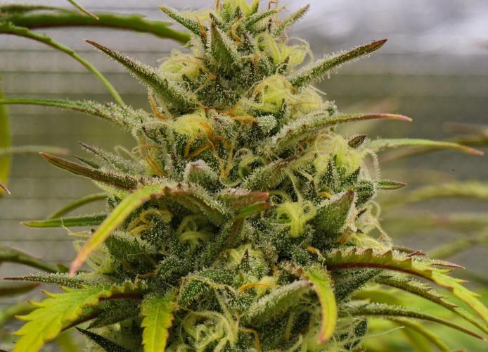 Skywalker OG Runtz/Gelato ✮✮✮. Week 9 - Day 58
Runtz XL