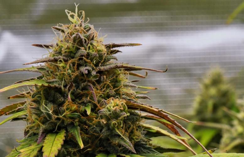 Skywalker OG Runtz/Gelato ✮✮✮. Week 9 - Day 58
Gelato