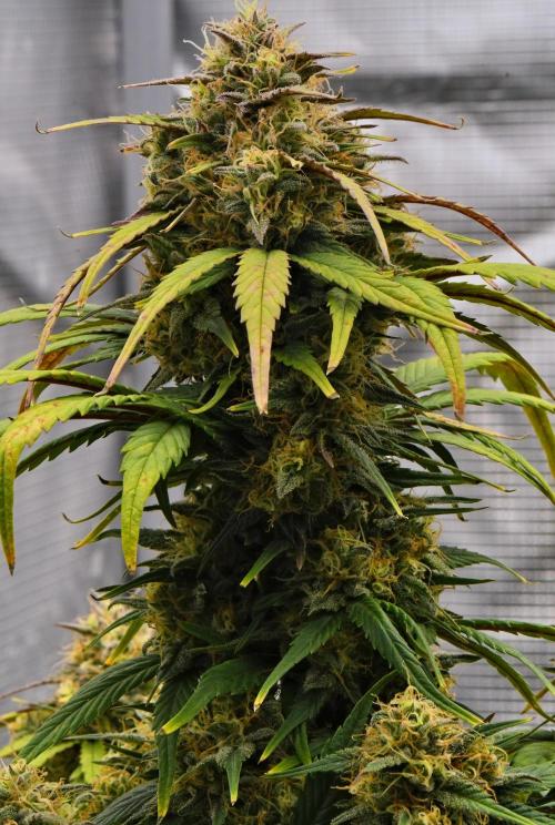 Skywalker OG Runtz/Gelato ✮✮✮. Week 9 - Day 58
Gelato