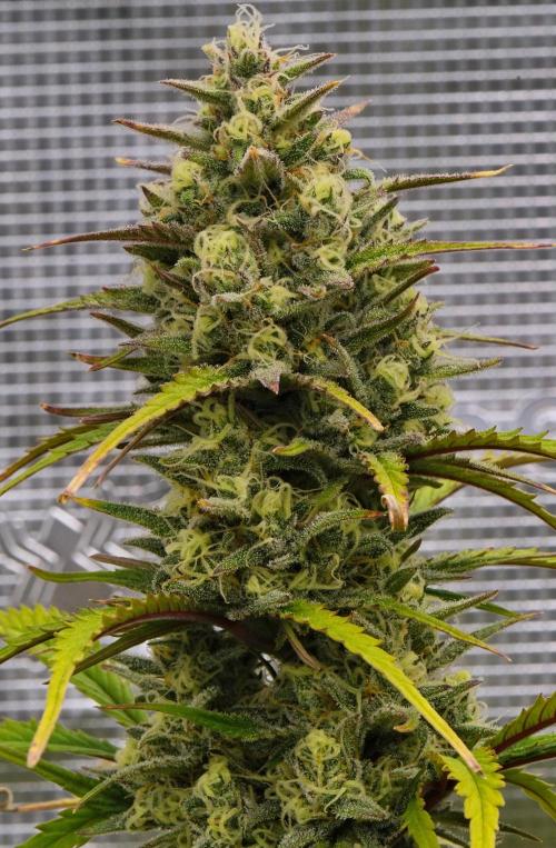 Skywalker OG Runtz/Gelato ✮✮✮. Week 9 - Day 58
Runtz XL