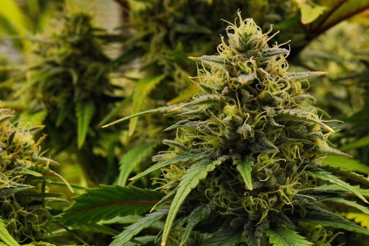 Skywalker OG Runtz/Gelato ✮✮✮. Week 9 - Day 59
Runtz XL