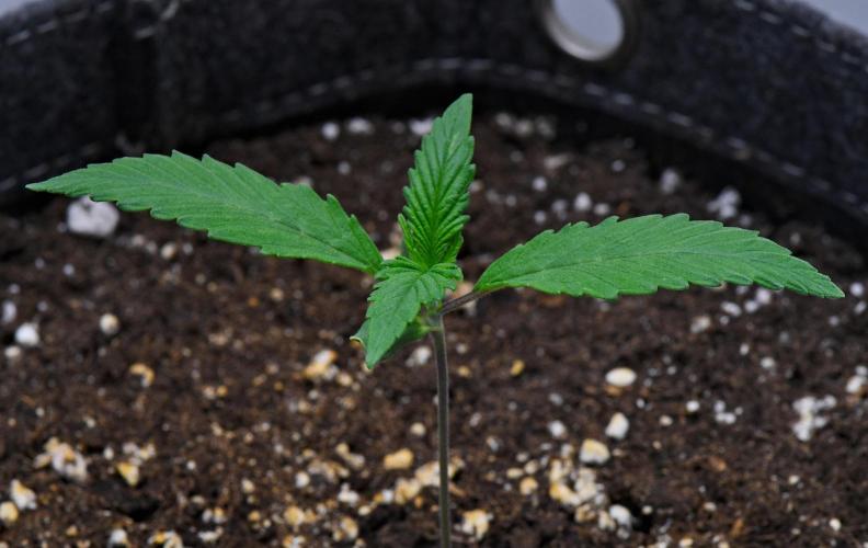 Cinderella | Fastbuds. Week 2 - Day 8