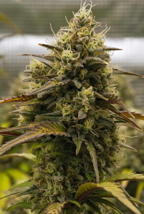 Skywalker OG Runtz/Gelato ✮✮✮. Week 9 - Day 61
Runtz XL