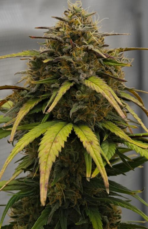 Skywalker OG Runtz/Gelato ✮✮✮. Week 9 - Day 61
Gelato