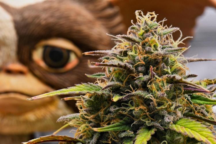 Skywalker OG Runtz/Gelato ✮✮✮. Week 9 - Day 61
Gelato