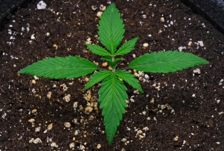 Cinderella | Fastbuds. Week 2 - Day 10