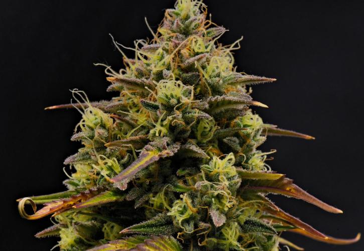 Skywalker OG Runtz/Gelato ✮✮✮. Week 10 - Day 63
Runtx XL