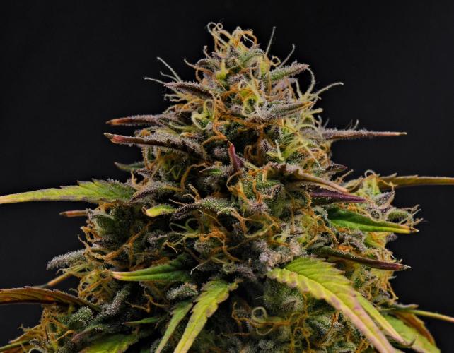 Skywalker OG Runtz/Gelato ✮✮✮. Week 10 - Day 63
Gelato