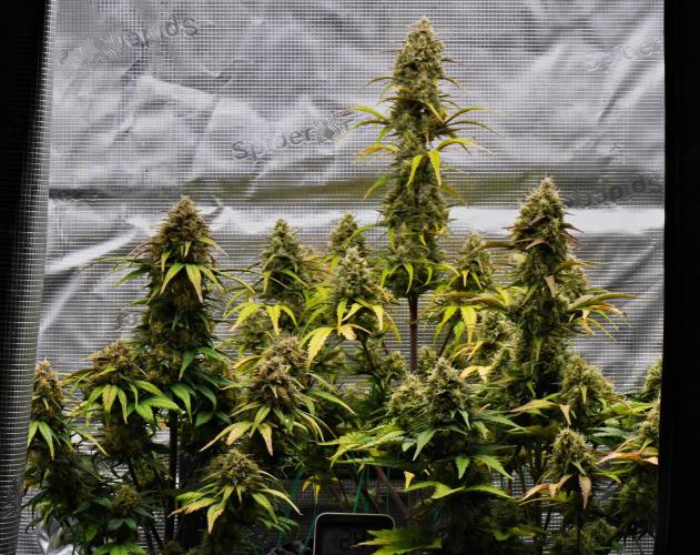 Skywalker OG Runtz/Gelato ✮✮✮. Week 10 - Day 63