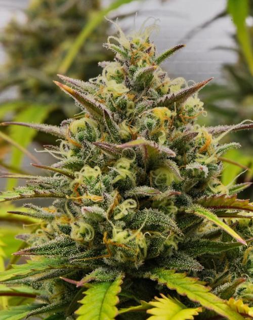 Skywalker OG Runtz/Gelato ✮✮✮. Week 10 - Day 63
Runtx XL