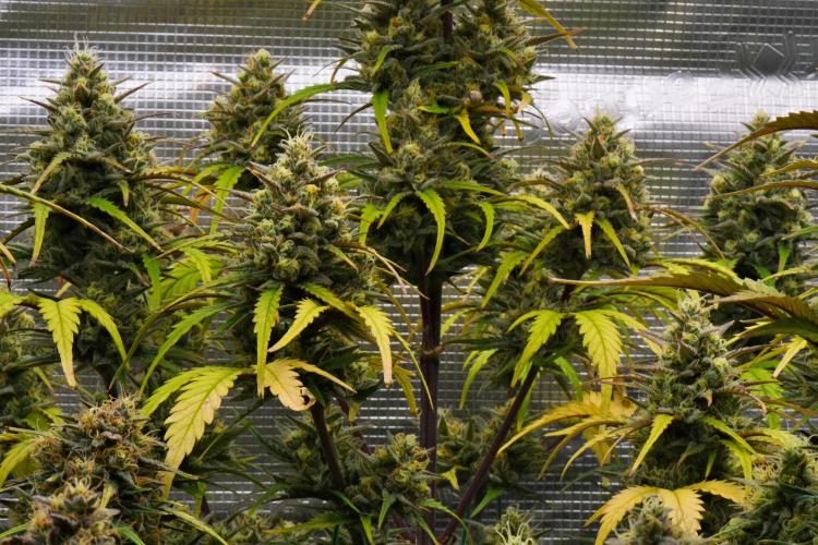 Skywalker OG Runtz/Gelato ✮✮✮. Week 10 - Day 63
Runtx XL