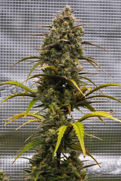 Skywalker OG Runtz/Gelato ✮✮✮. Week 10 - Day 63
Runtx XL