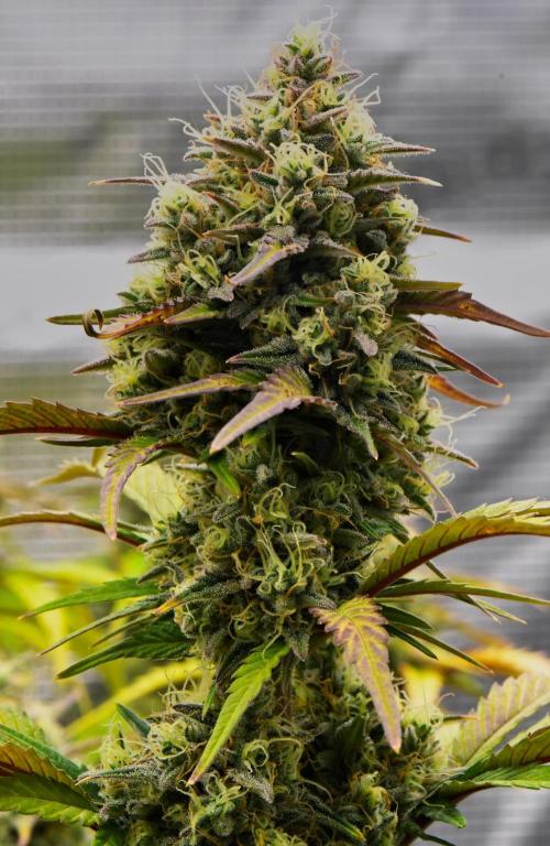 Skywalker OG Runtz/Gelato ✮✮✮. Week 10 - Day 63
Runtx XL