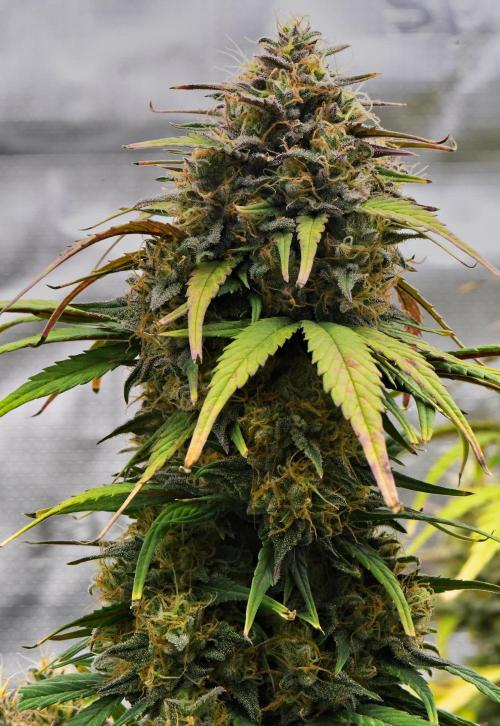 Skywalker OG Runtz/Gelato ✮✮✮. Week 10 - Day 63
Gelato