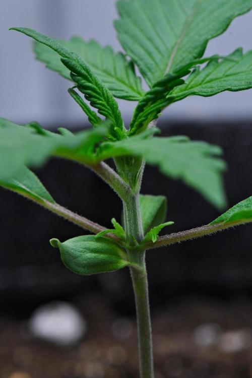 Cinderella | Fastbuds. Week 2 - Day 11