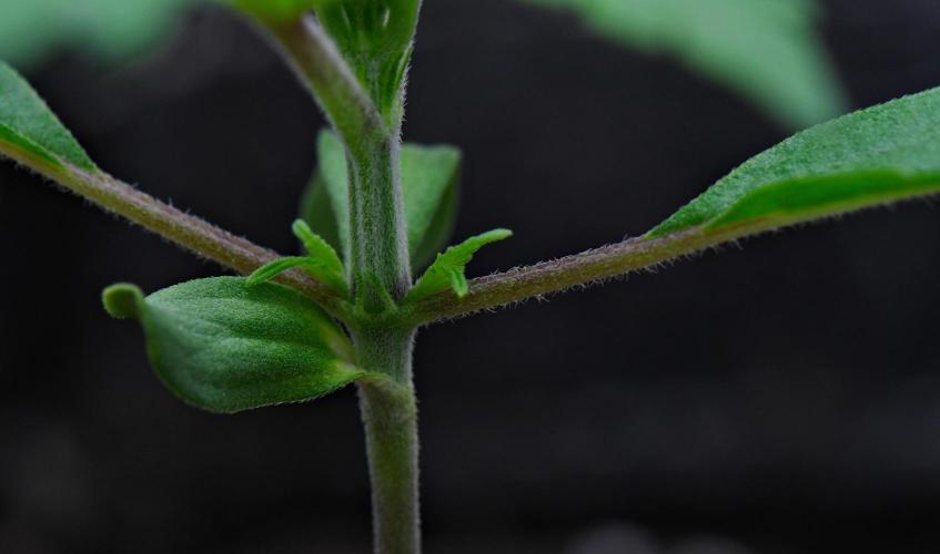 Cinderella | Fastbuds. Week 2 - Day 11