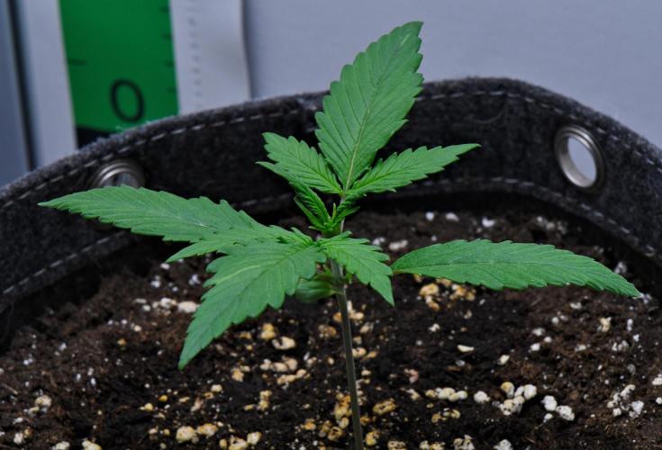 Cinderella | Fastbuds. Week 2 - Day 11