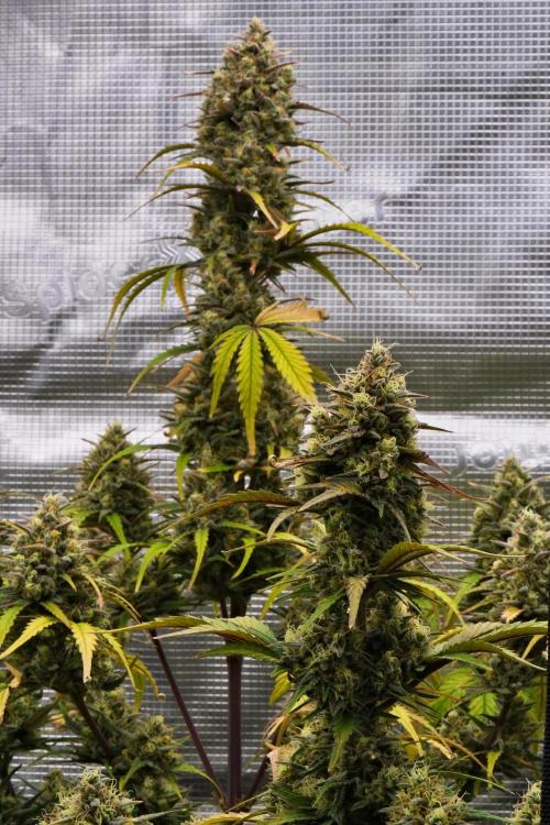 Skywalker OG Runtz/Gelato ✮✮✮. Week 10 - Day 65
Runtx XL