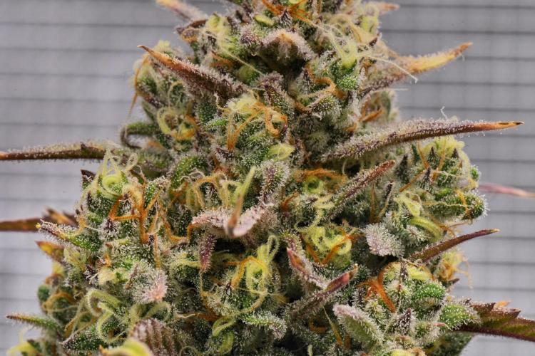 Skywalker OG Runtz/Gelato ✮✮✮. Week 10 - Day 65
Runtx XL