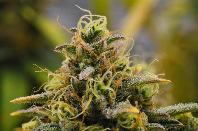 Skywalker OG Runtz/Gelato ✮✮✮. Week 10 - Day 65
Runtx XL