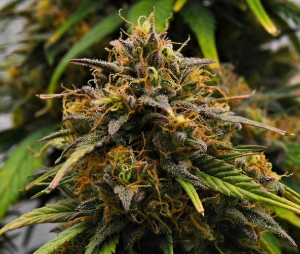 Skywalker OG Runtz/Gelato ✮✮✮. Week 10 - Day 65
Gelato